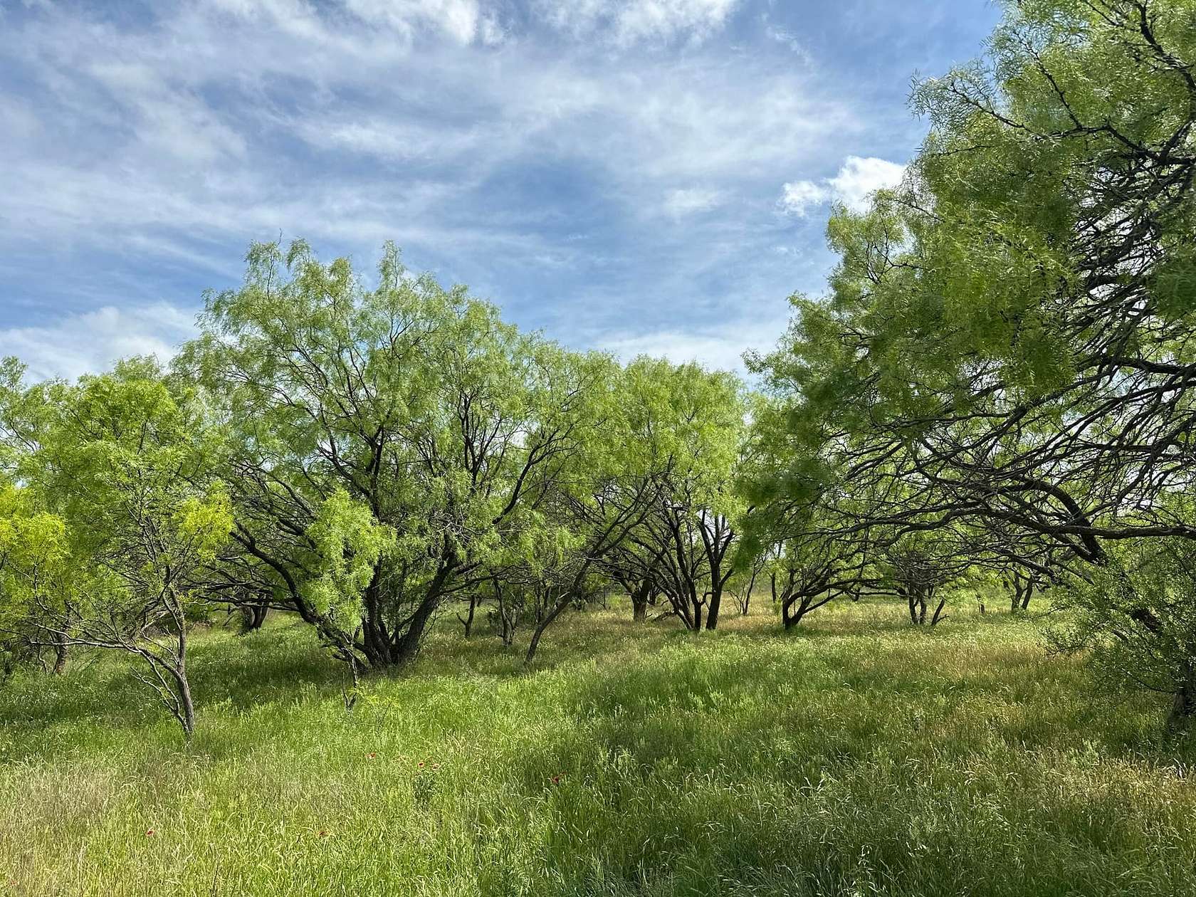 20 Acres of Recreational Land for Sale in Abilene, Texas