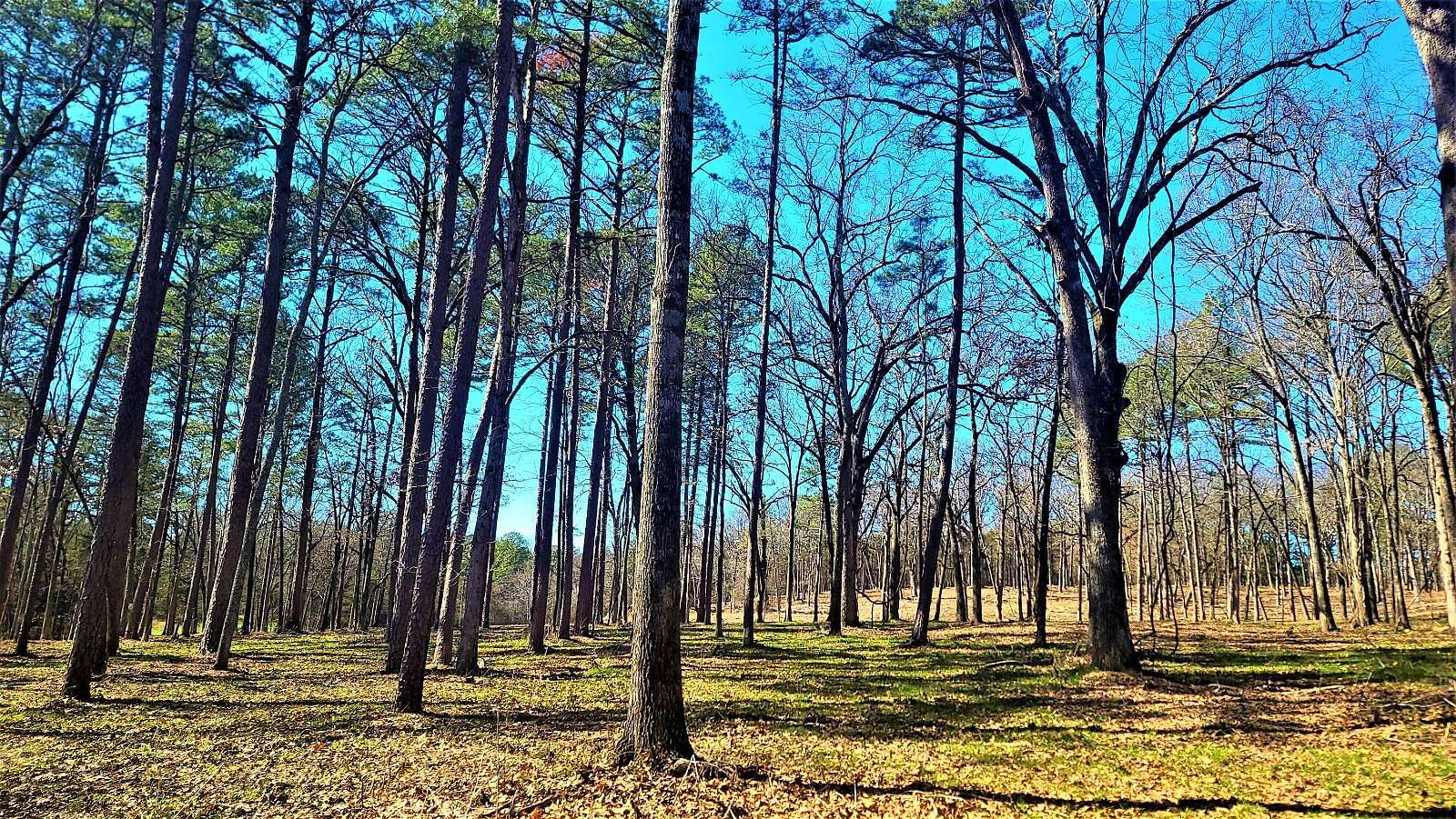 12.2 Acres of Land for Sale in Evening Shade, Arkansas
