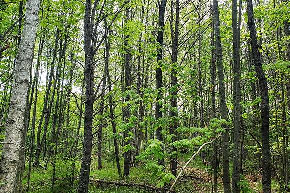 Secluded Camping Property In Forest Cty.