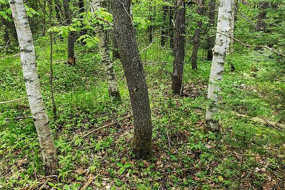 North West WI. Wooded Acreage For Sale