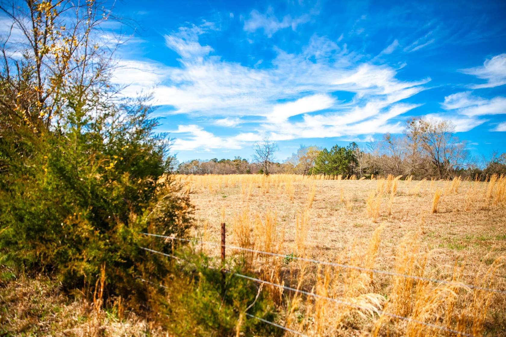 46.2 Acres of Agricultural Land for Sale in Appling, Georgia