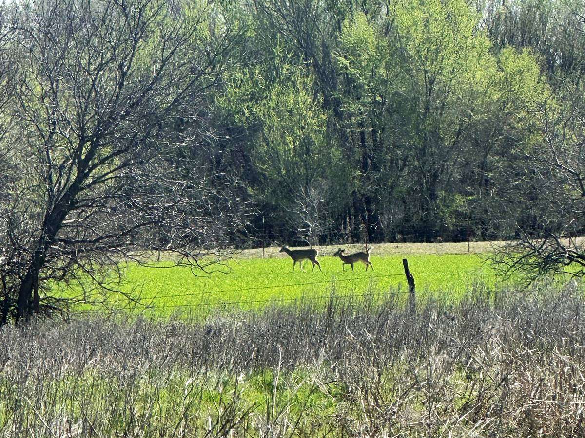 159.31 Acres of Recreational Land & Farm for Sale in Grandfield, Oklahoma