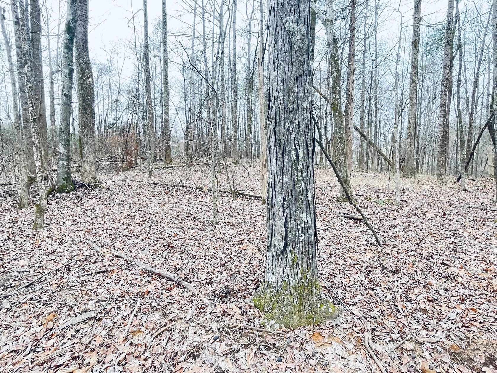 44 Acres of Land for Sale in Jackson, Tennessee