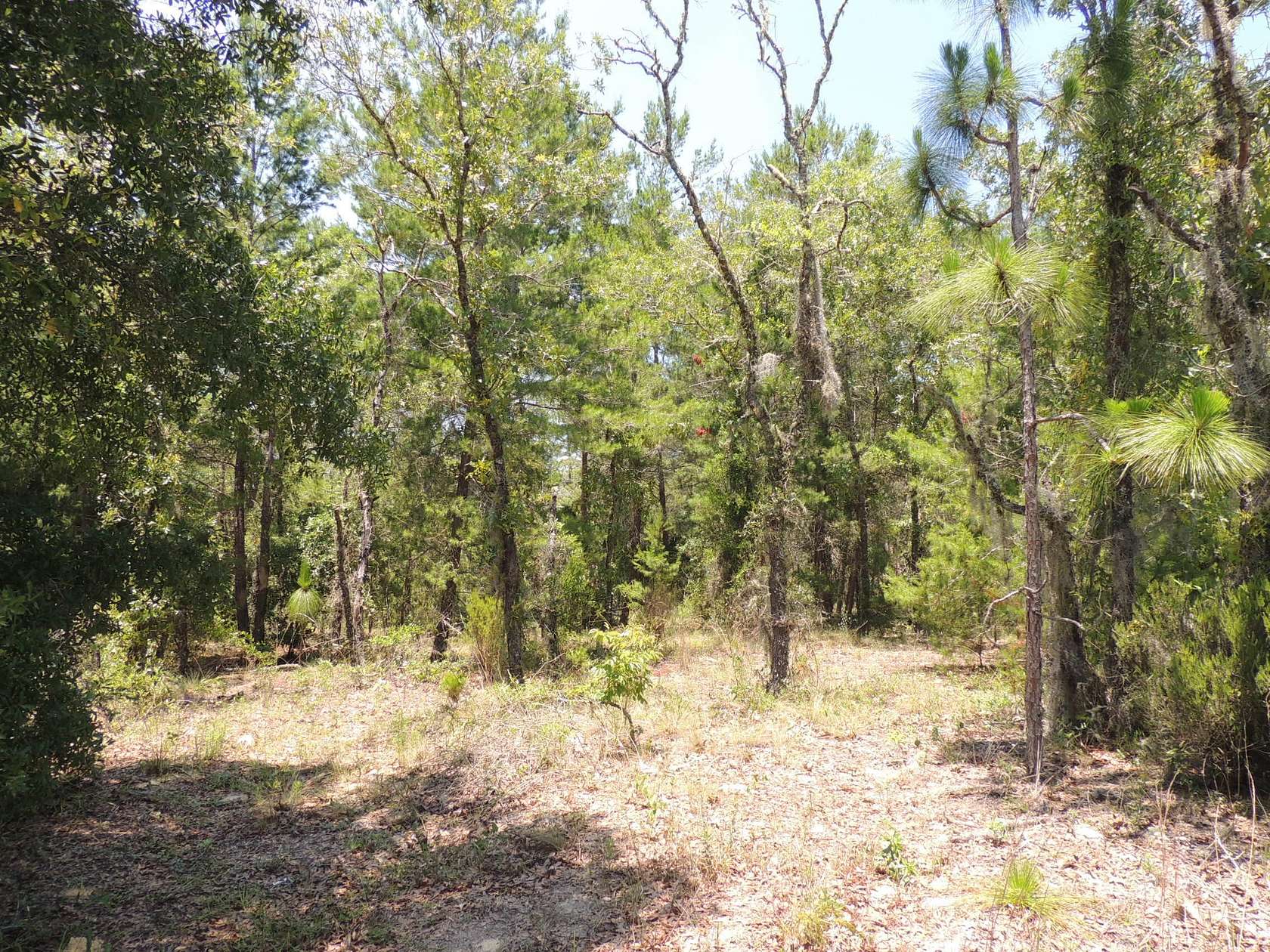 Residential Land for Sale in Williston, Florida
