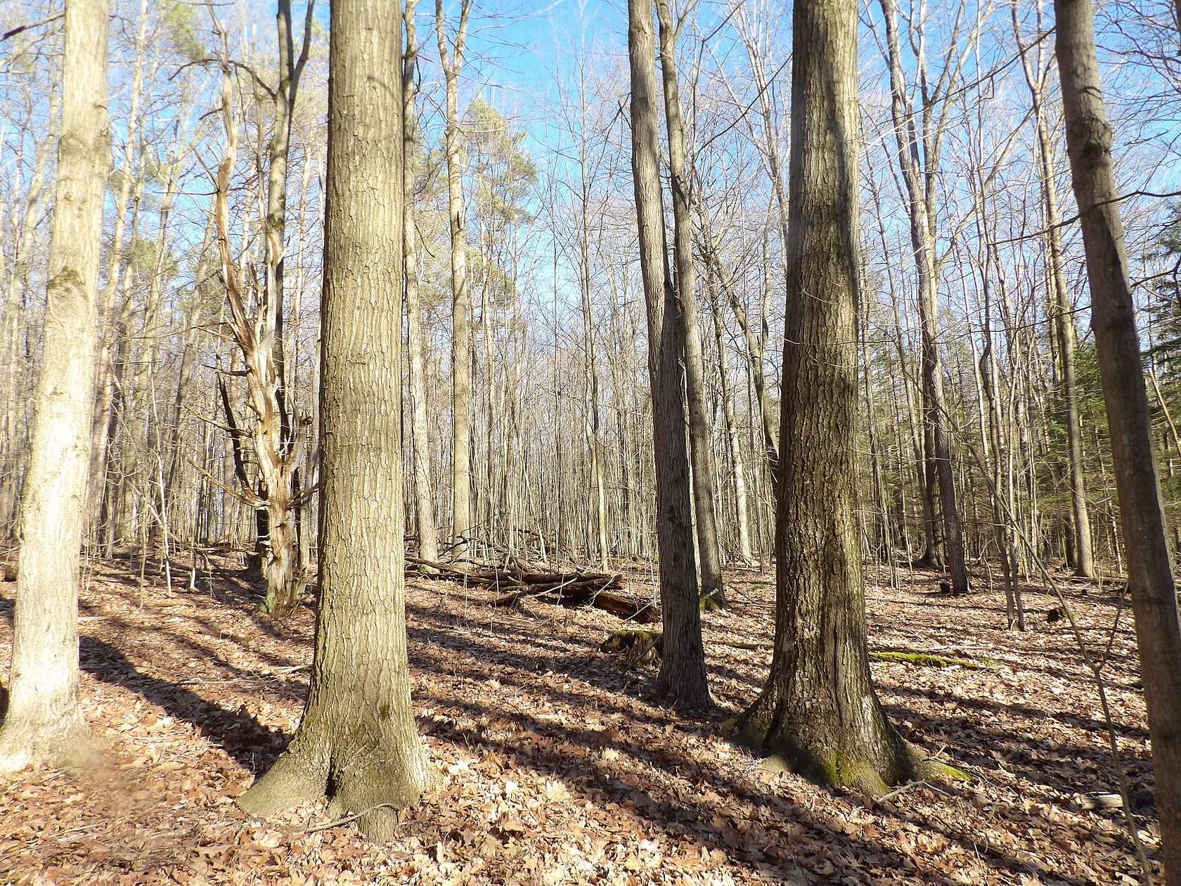 43 Acres of Recreational Land for Sale in Panama, New York