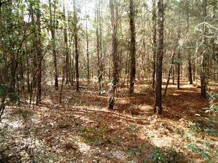 20 Acres of Land for Sale in Lee, Florida