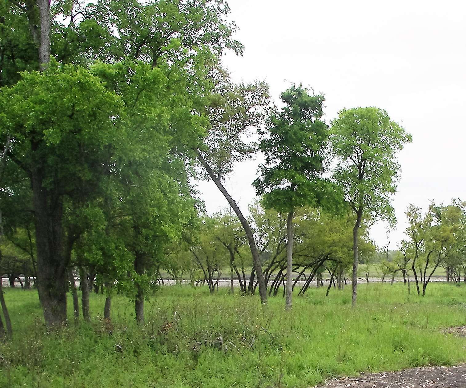 0.54 Acres of Residential Land for Sale in Temple, Texas