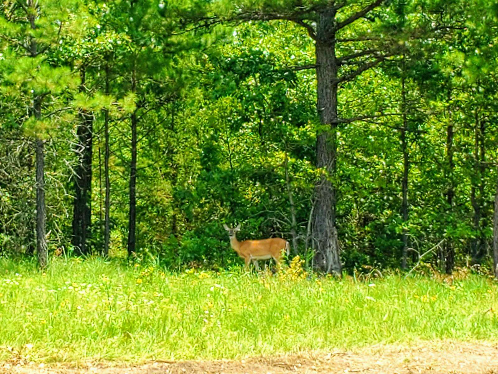 10 Acres of Recreational Land for Sale in Talihina, Oklahoma