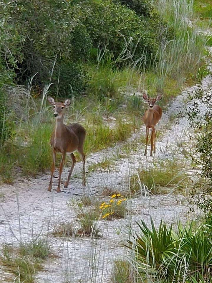 42 Acres of Recreational Land for Sale in Cedar Key, Florida