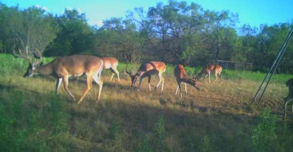 778.89 Acres of Recreational Land & Farm for Sale in Coleman, Texas