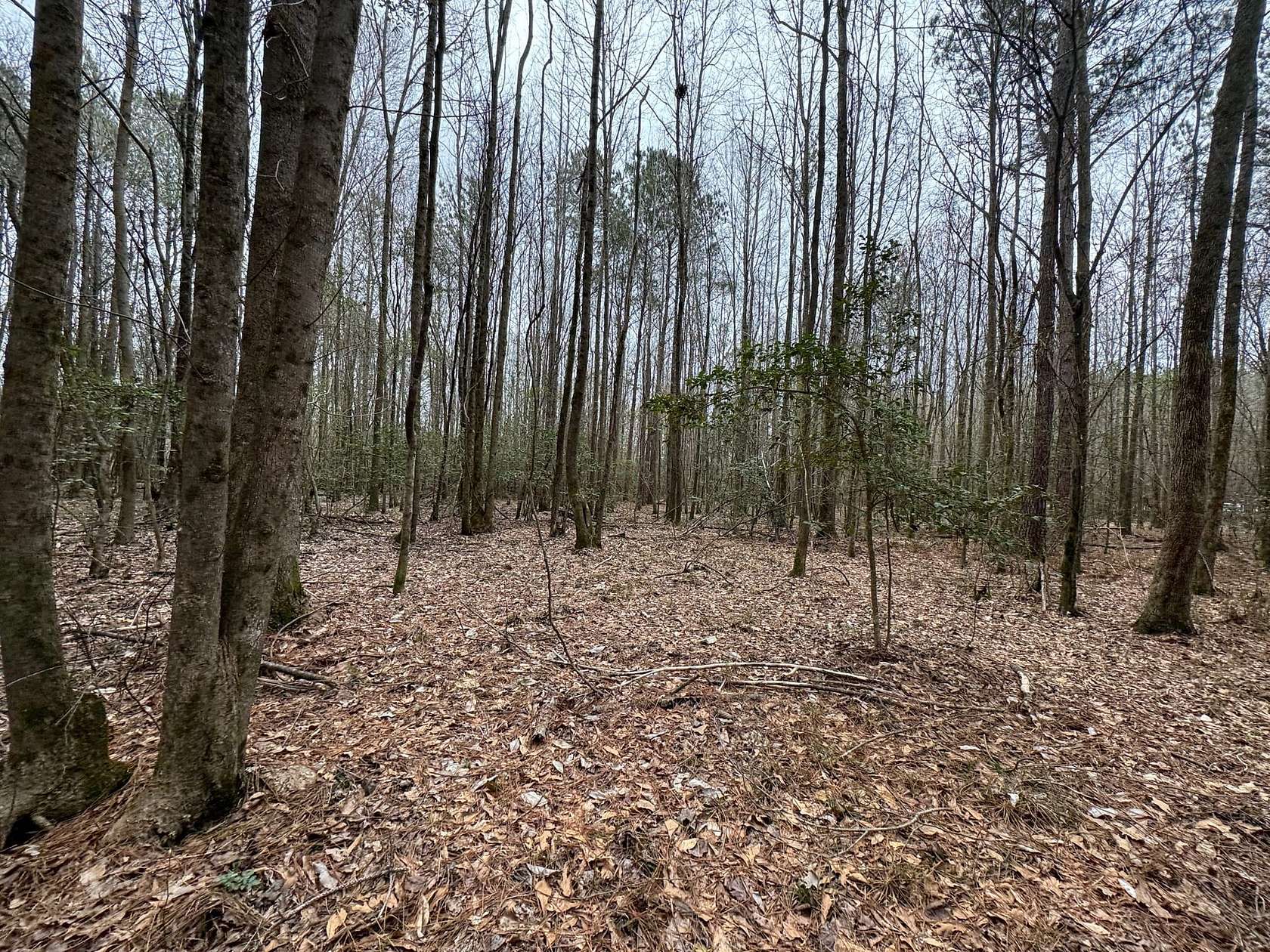 125 Acres of Recreational Land for Sale in Vernon, Alabama
