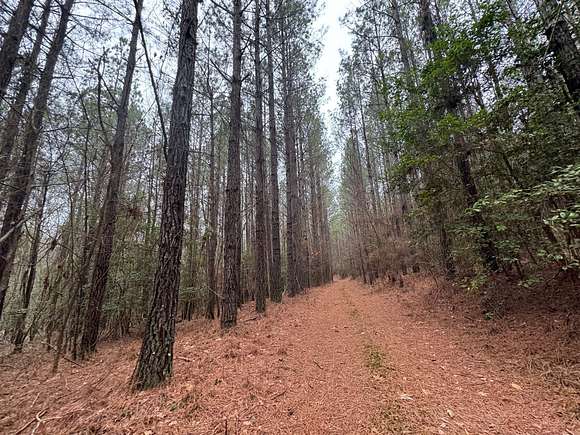 114 Acres of Recreational Land for Sale in Vernon, Alabama