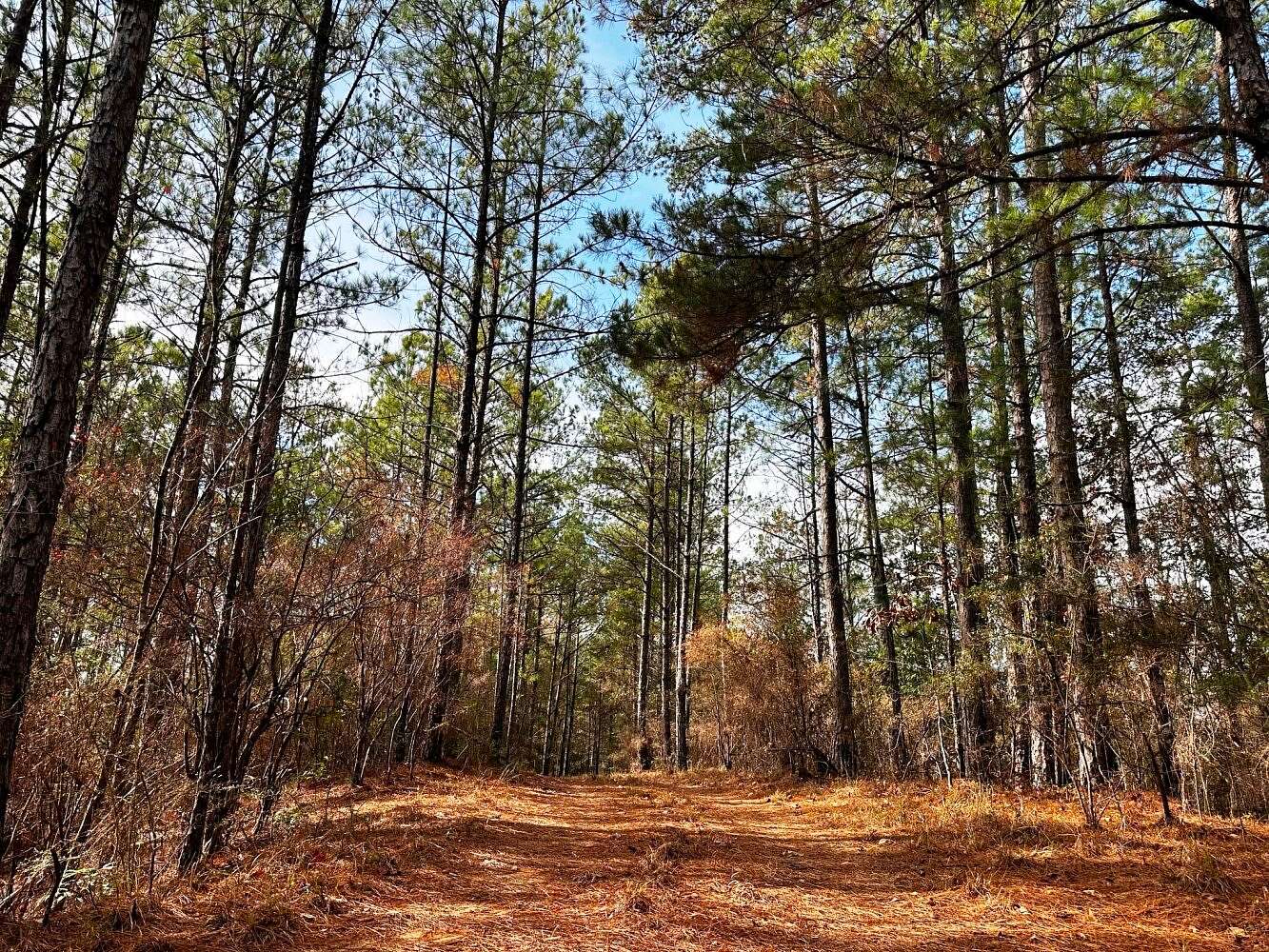 140 Acres of Land for Sale in Hattiesburg, Mississippi