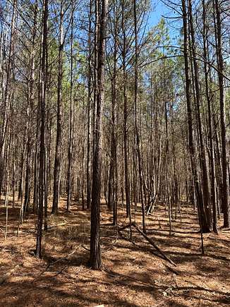 58 Acres of Land for Sale in Centreville, Alabama