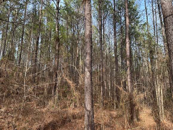 40 Acres of Recreational Land for Sale in West Blocton, Alabama