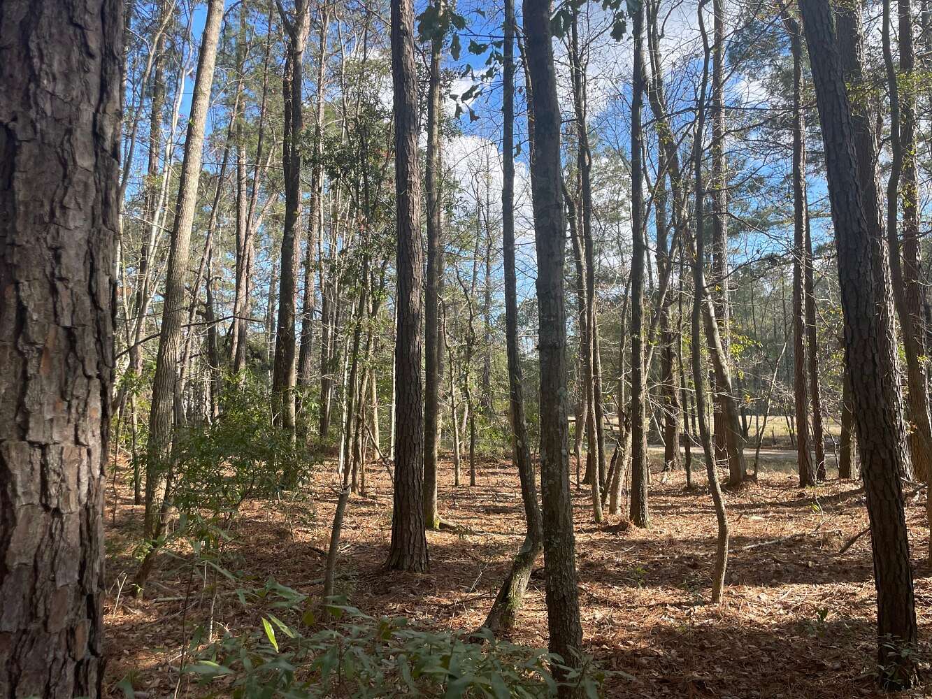3.5 Acres of Land for Sale in Pinopolis, South Carolina