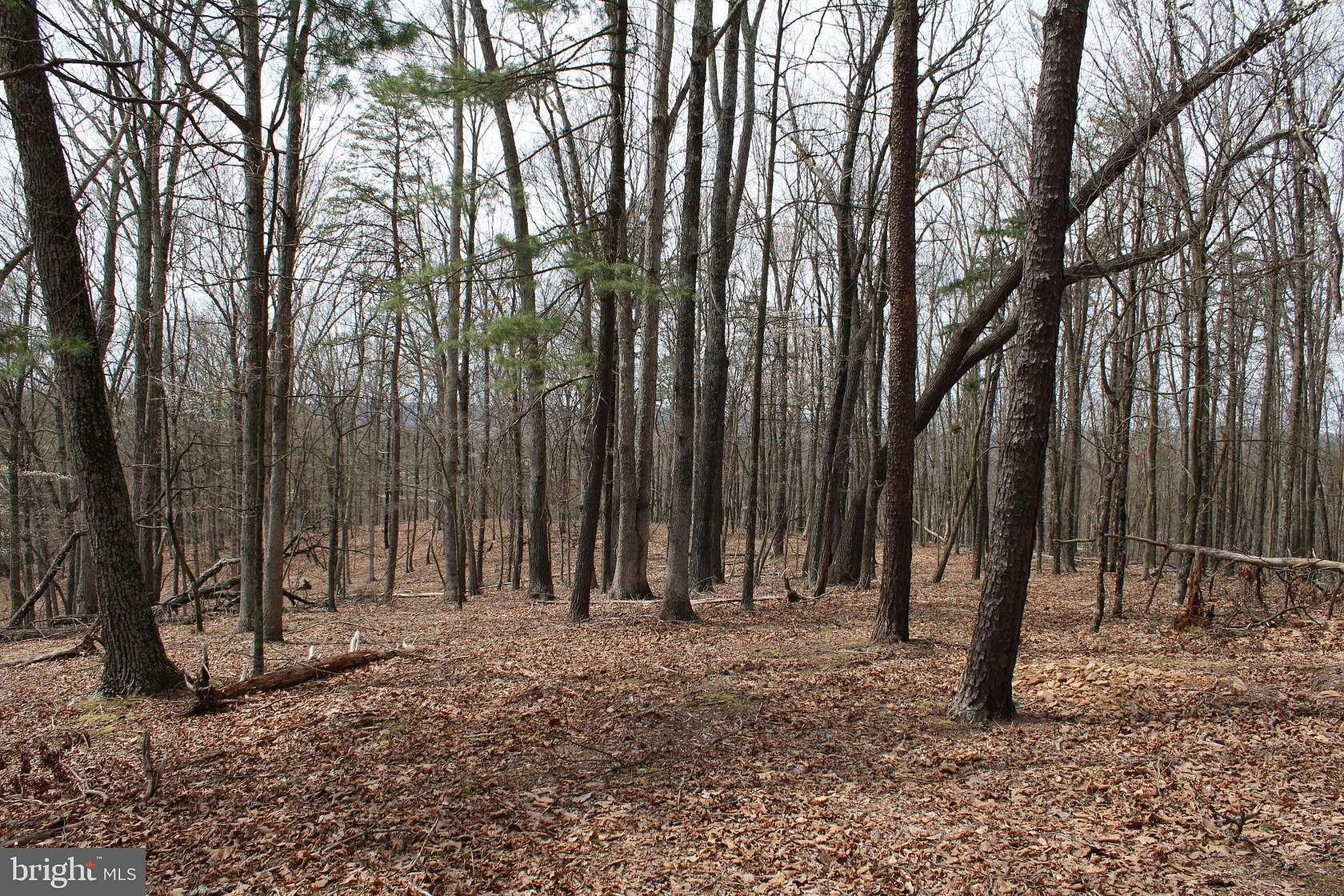 37.4 Acres of Land for Sale in Slanesville, West Virginia