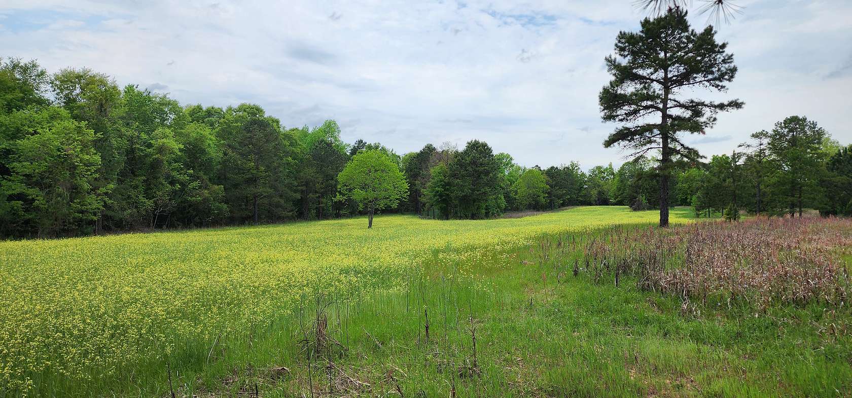 278 Acres of Recreational Land & Farm for Sale in Richland, Georgia