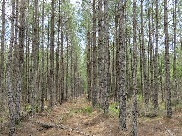 11,136 Acres of Recreational Land & Farm for Sale in Chiefland, Florida