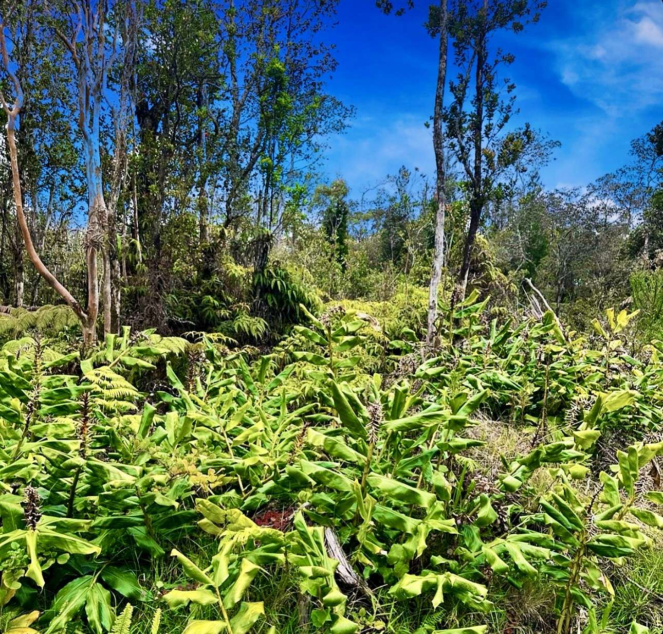 0.49 Acres of Residential Land for Sale in Volcano, Hawaii