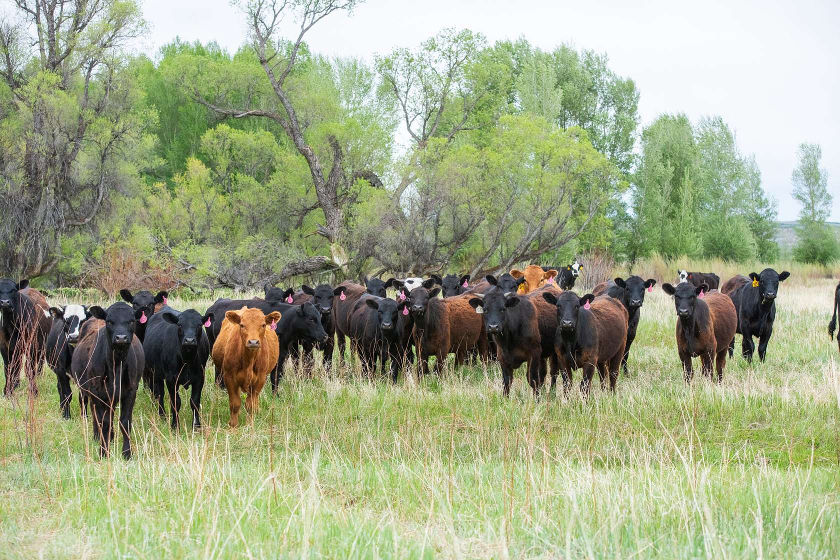 1,042 Acres of Land for Sale in Craig, Colorado