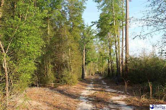 14.5 Acres of Recreational Land for Sale in Marion, South Carolina