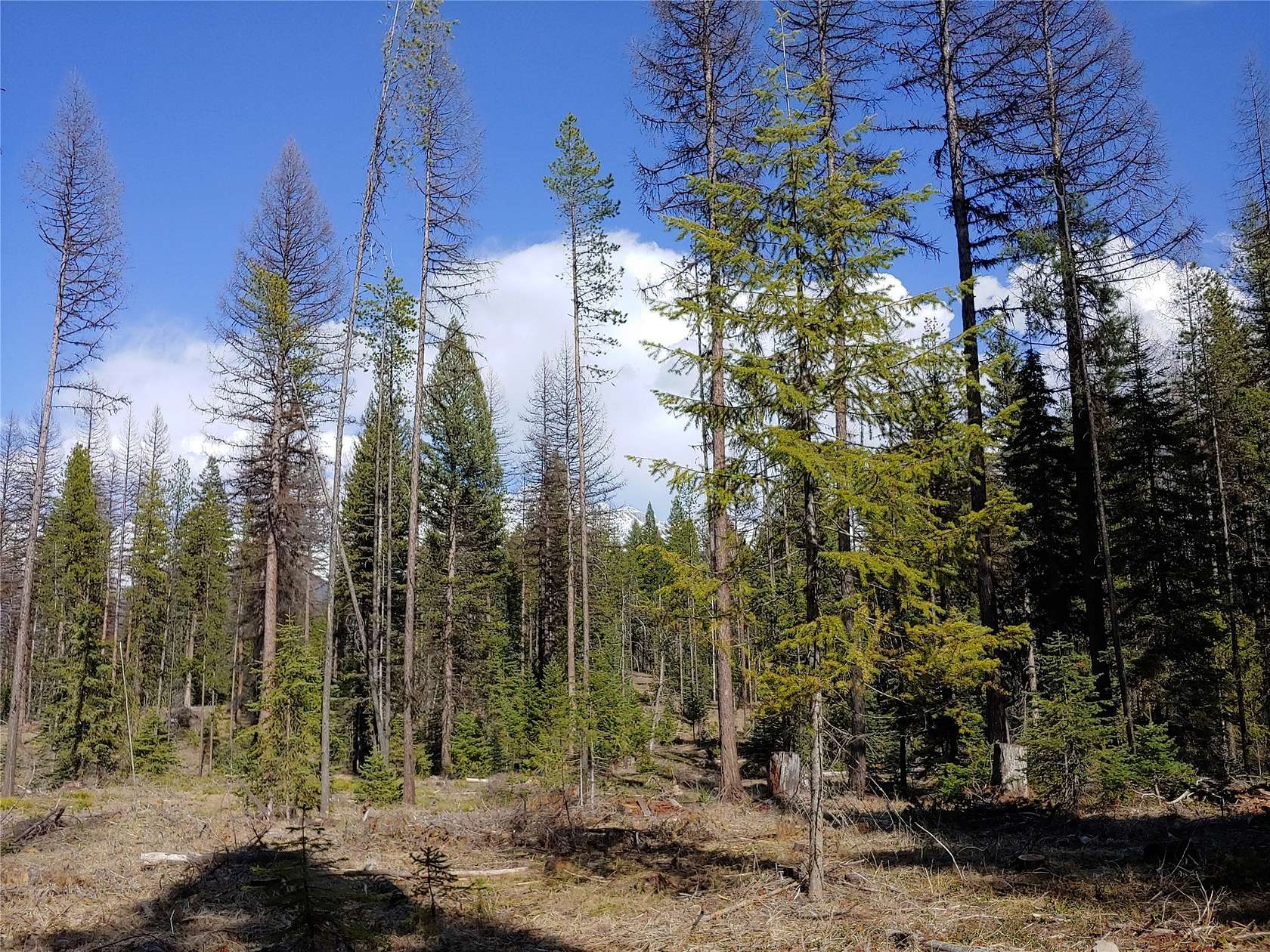 38.7 Acres of Recreational Land for Sale in Condon, Montana