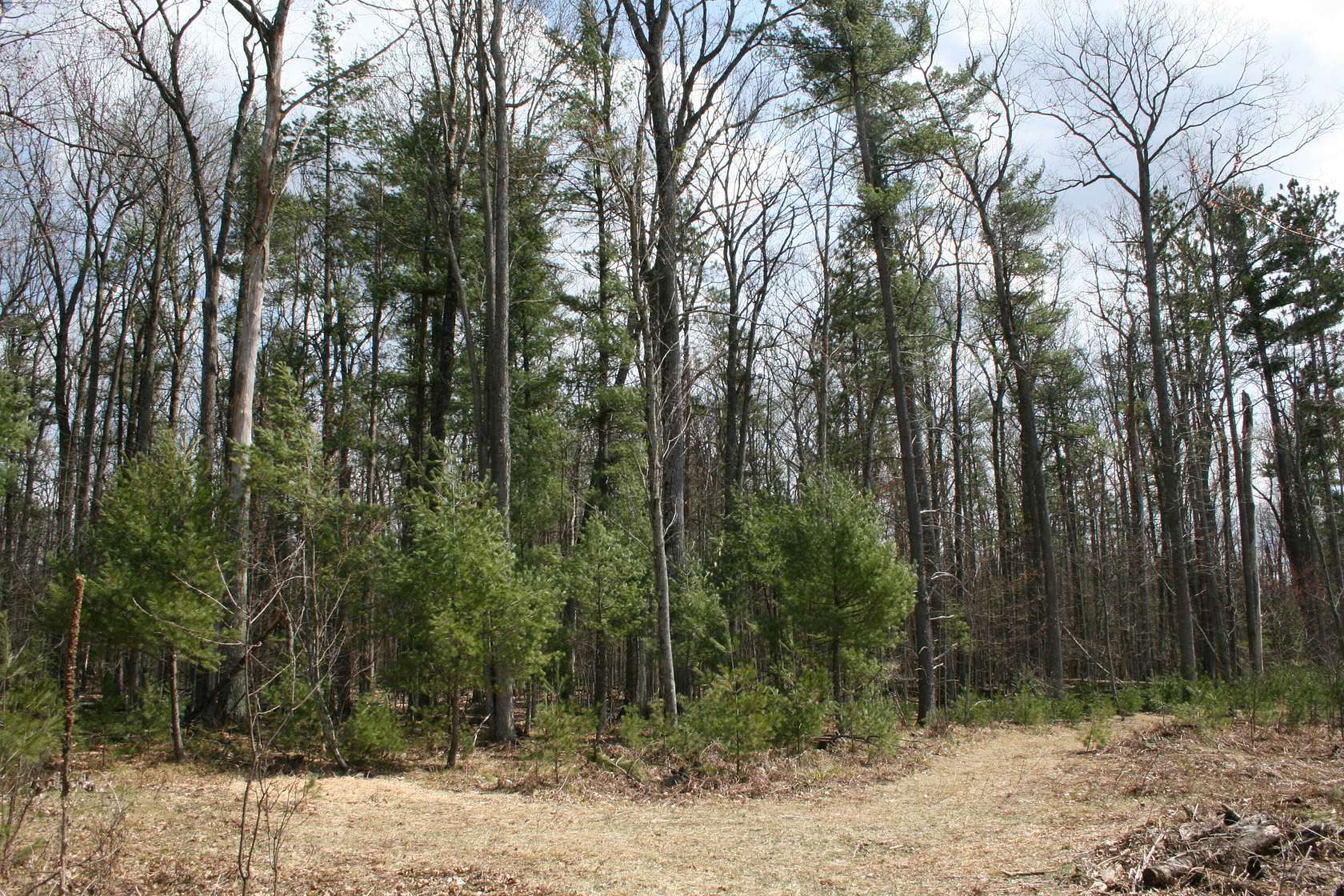 5 Acres of Land for Sale in Roscommon, Michigan