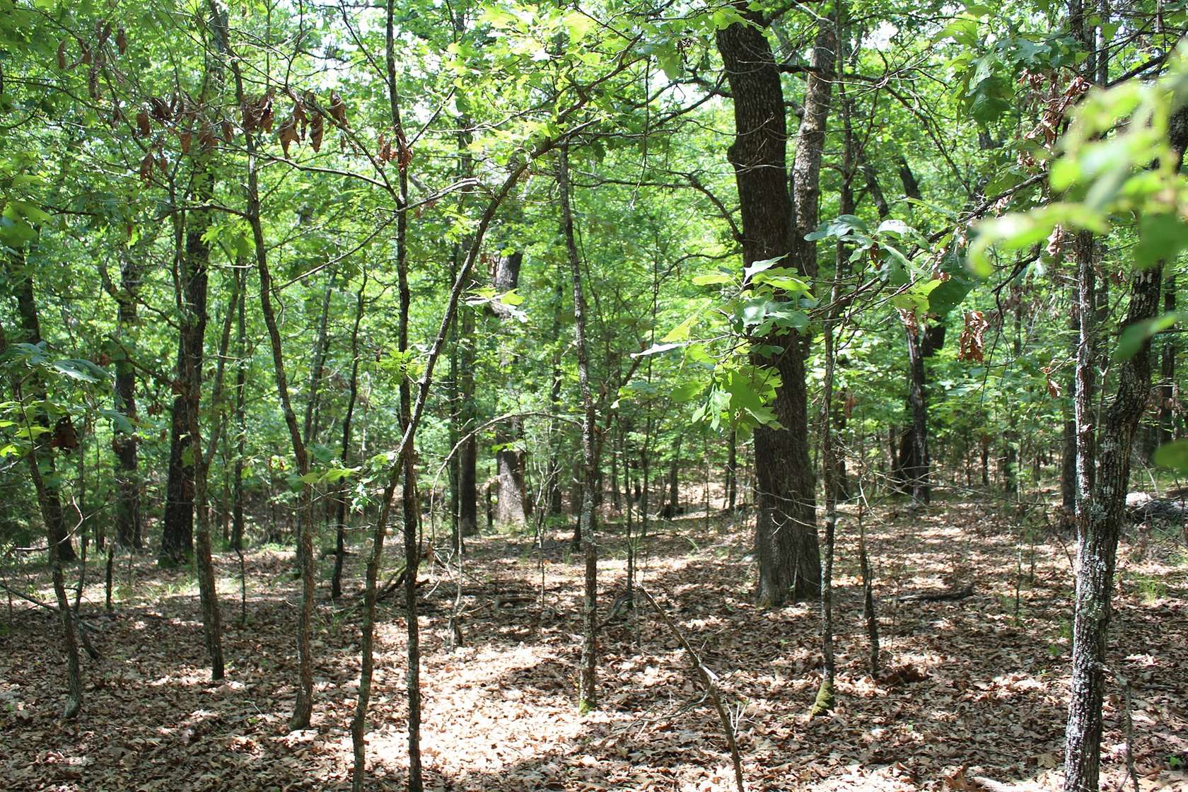 3.1 Acres of Recreational Land & Farm for Sale in Protem, Missouri