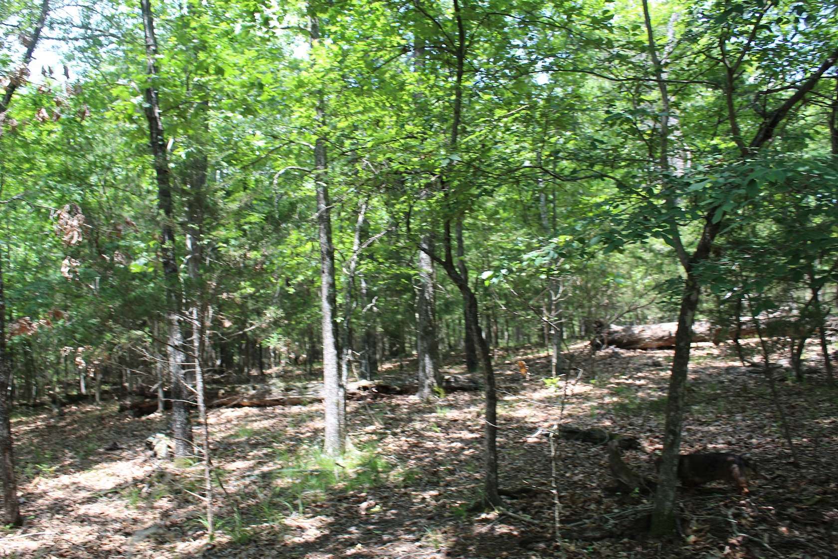 3 Acres of Recreational Land & Farm for Sale in Protem, Missouri