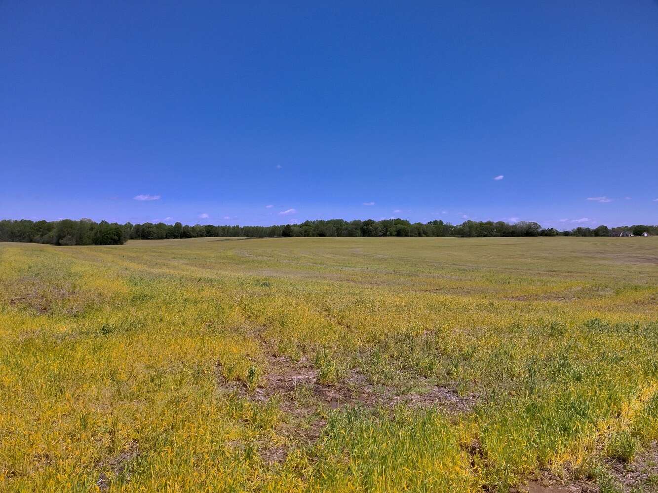 300 Acres of Land for Sale in Athens, Alabama