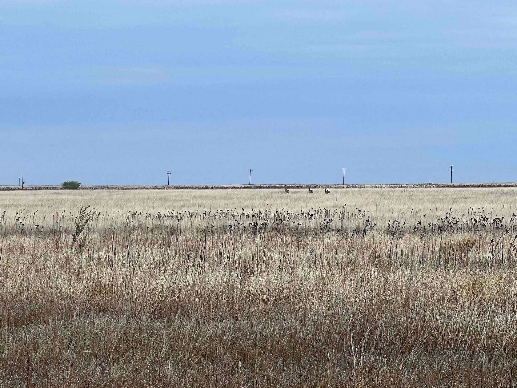 206 Acres of Agricultural Land for Sale in Tulia, Texas