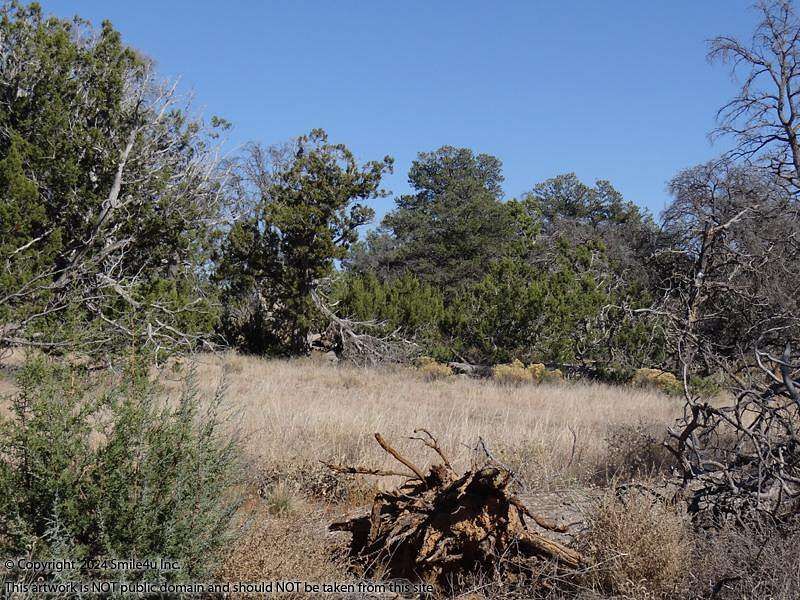 5 Acres of Land for Sale in Pinehill, New Mexico