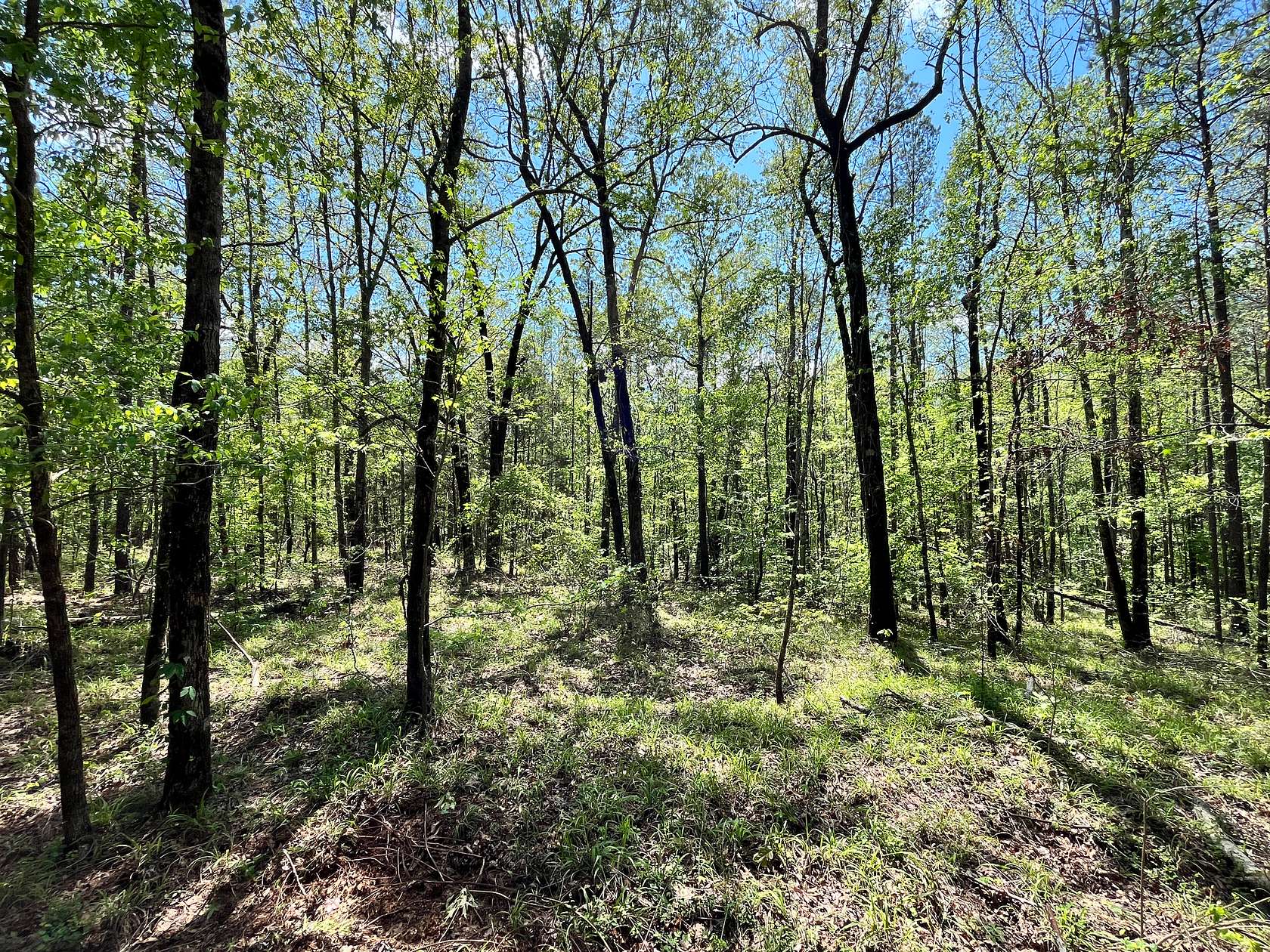 38 Acres of Recreational Land & Farm for Sale in Pickens, Mississippi