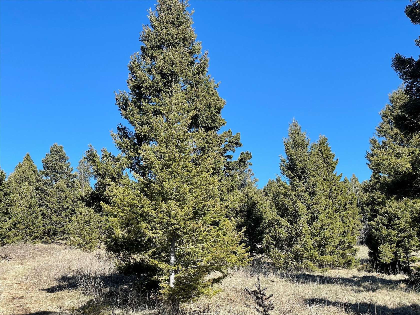 22.2 Acres of Land for Sale in Helena, Montana