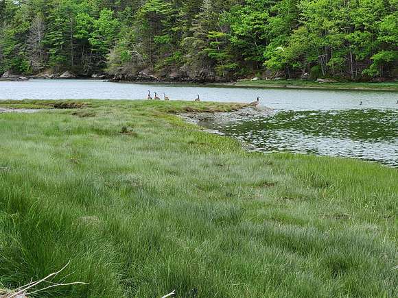 19.5 Acres of Land for Sale in Edgecomb, Maine