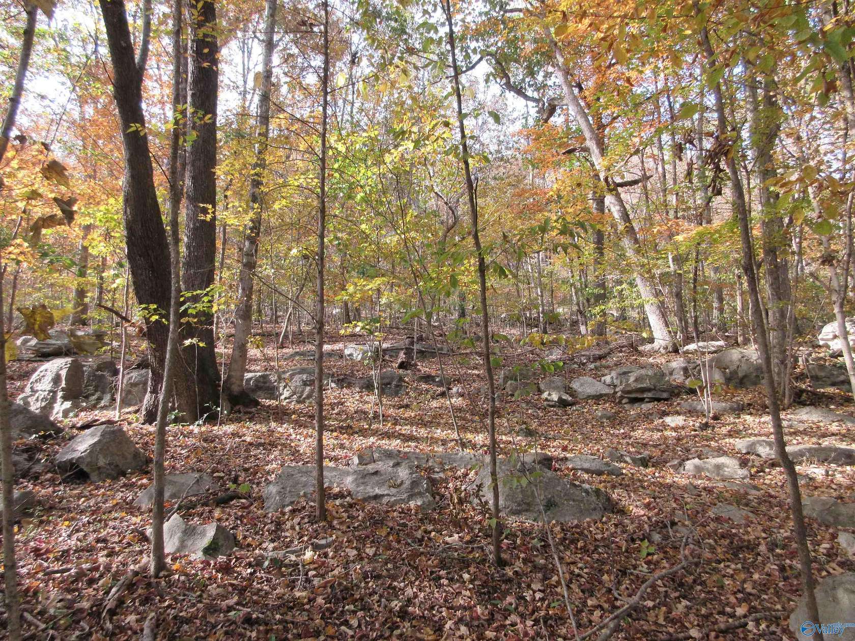 40 Acres of Recreational Land for Sale in Woodville, Alabama