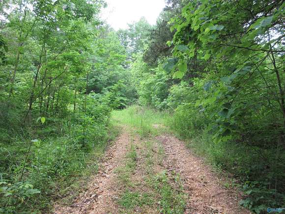 40 Acres of Recreational Land for Sale in Trenton, Alabama