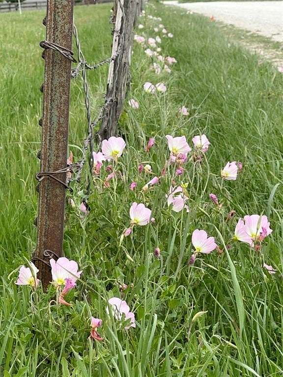 2 Acres of Residential Land for Sale in Era, Texas