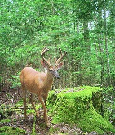 21.3 Acres of Recreational Land with Home for Sale in Palmyra, Maine