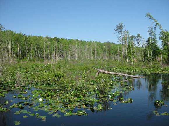 62.5 Acres of Recreational Land for Sale in Orangeburg, South Carolina