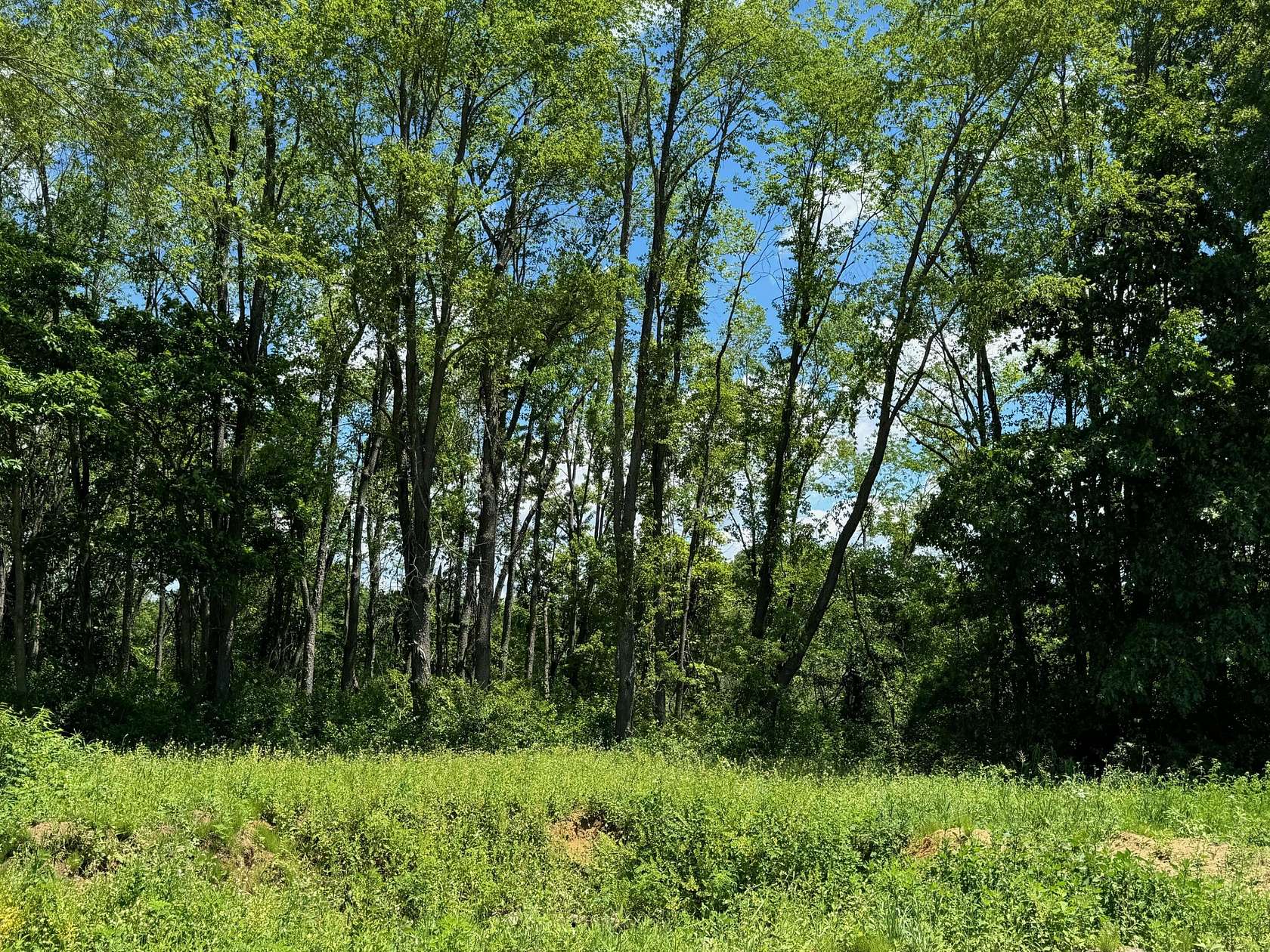 1.35 Acres of Residential Land for Sale in Saline, Michigan