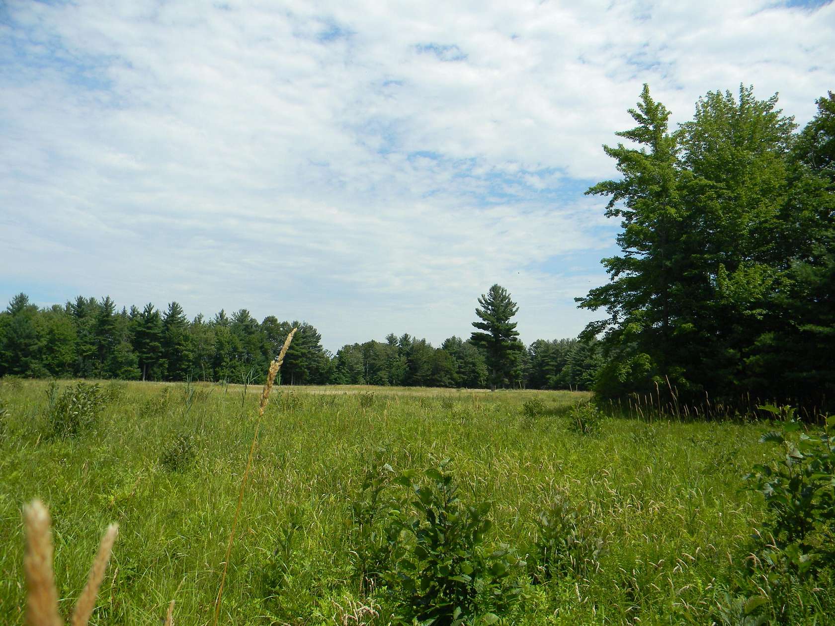 7 Acres of Residential Land for Sale in Pentwater, Michigan