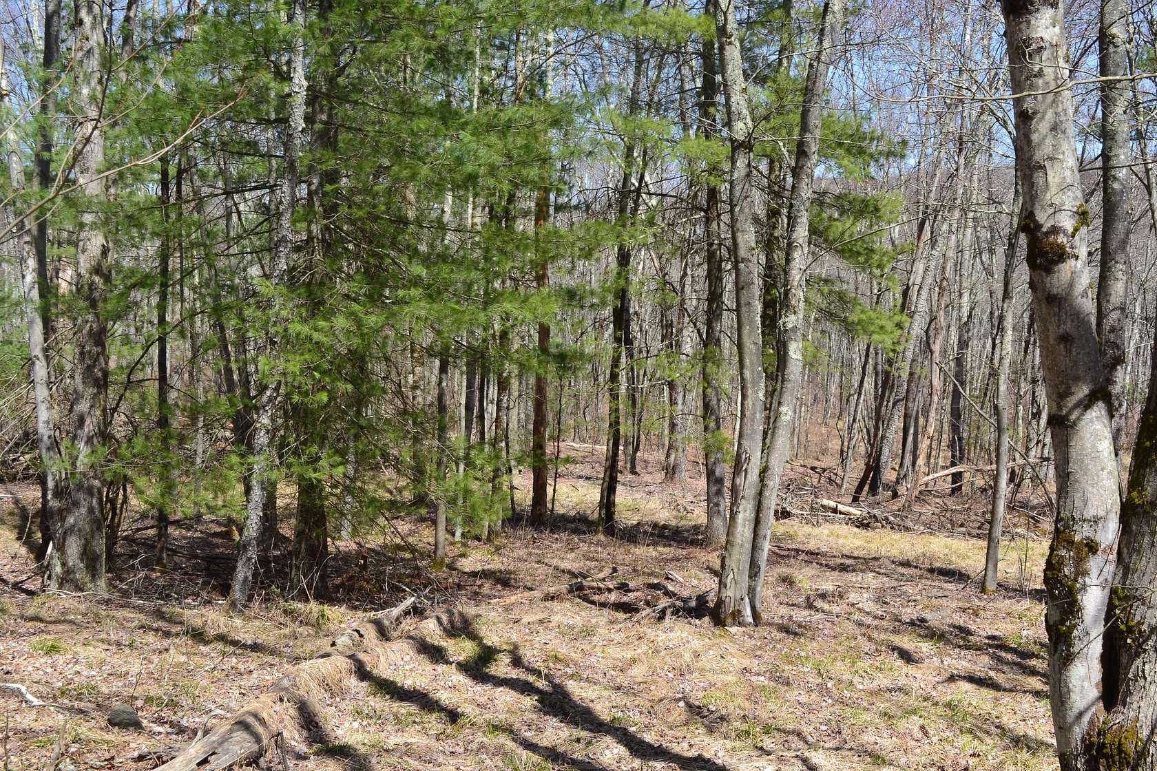 4.9 Acres of Land for Sale in Liberty Town, New York