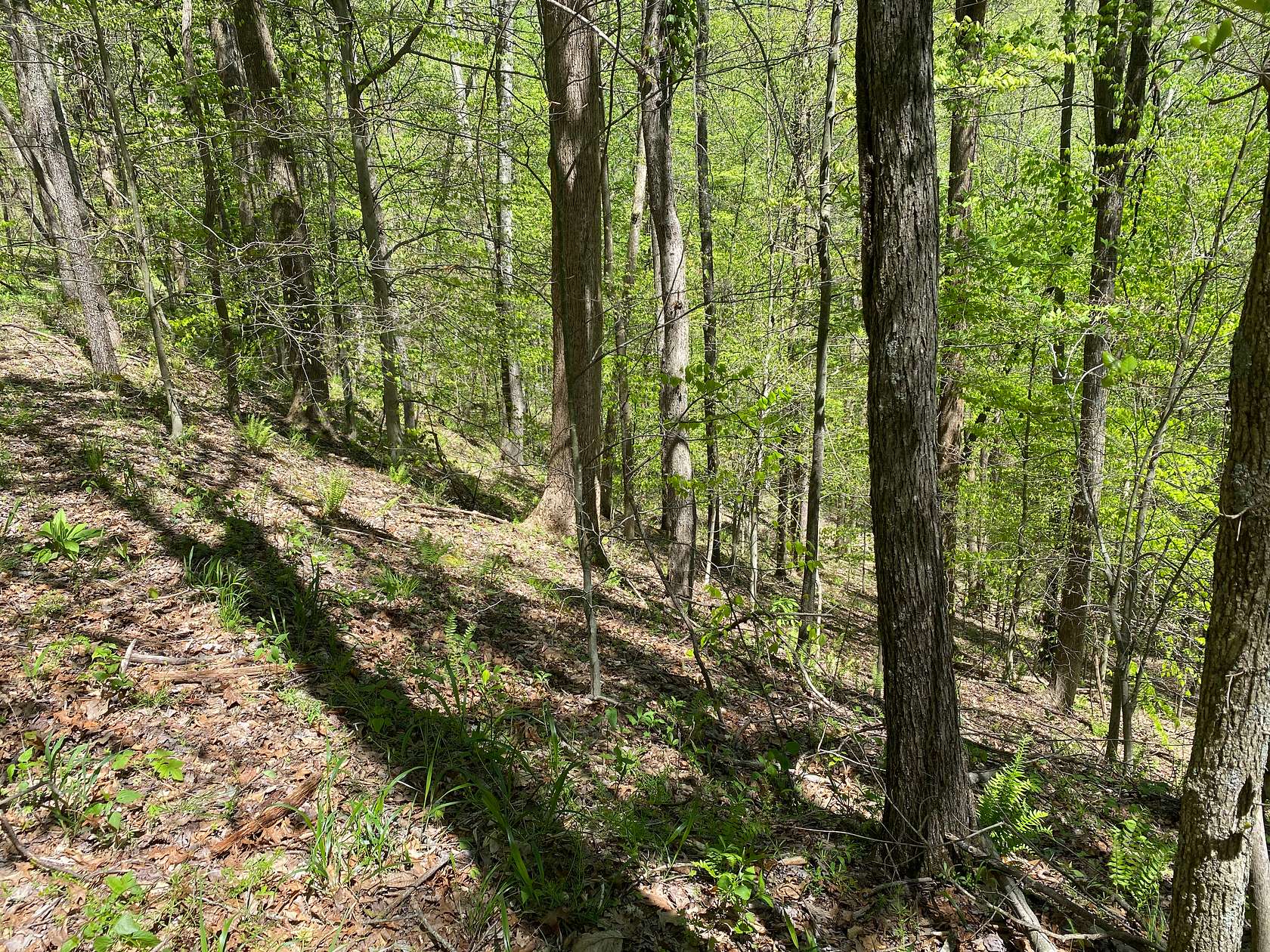 38.2 Acres of Recreational Land for Sale in Spencer, West Virginia