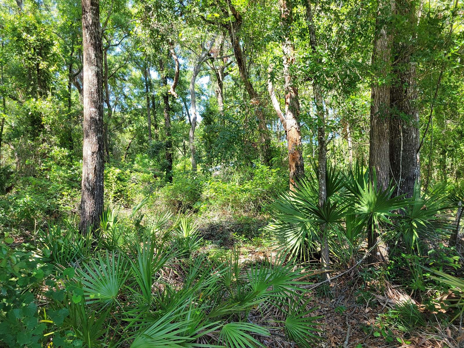0.5 Acres of Residential Land for Sale in Fanning Springs, Florida