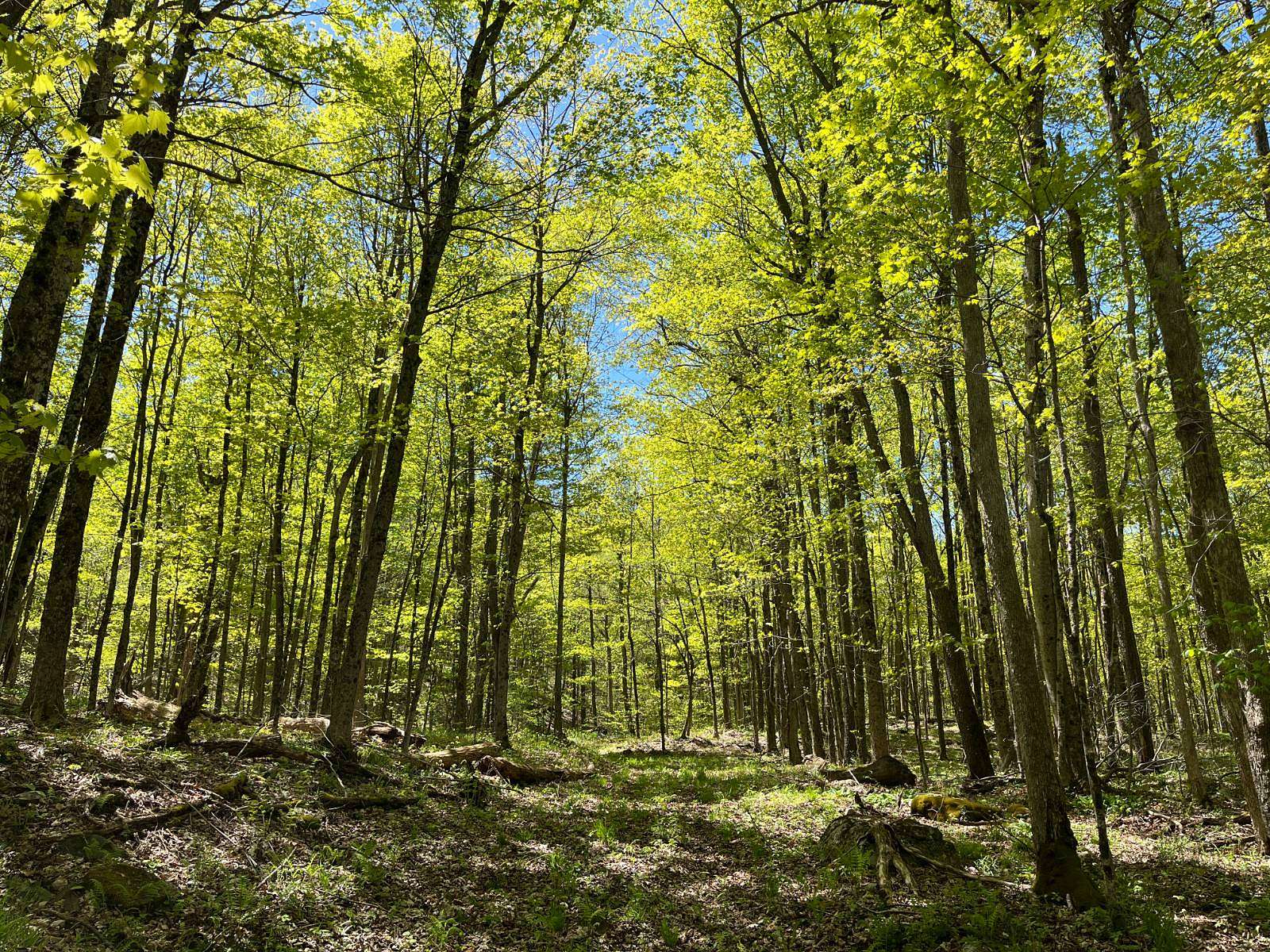 300 Acres of Recreational Land for Sale in Hermon, New York - LandSearch