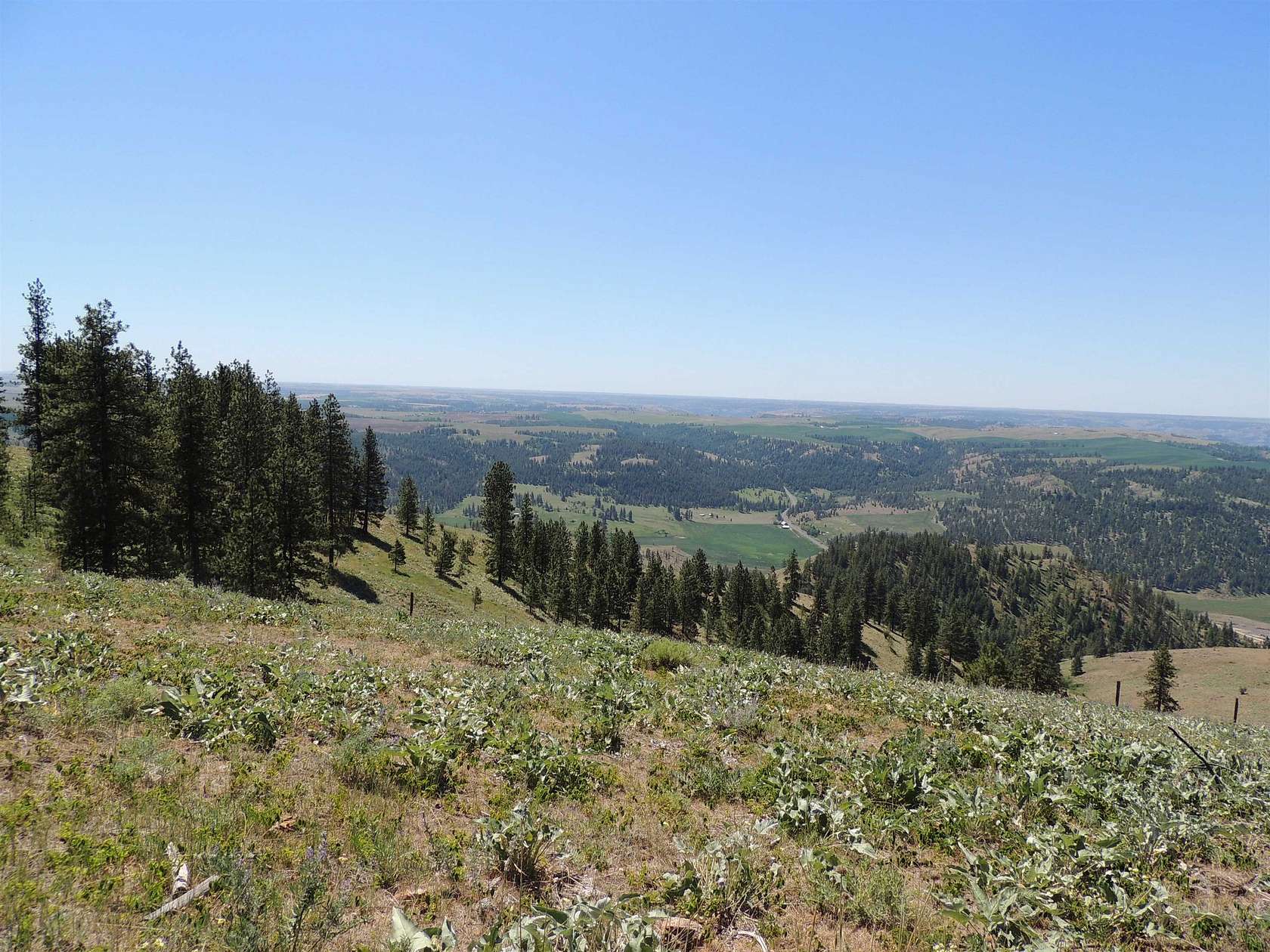 20 Acres of Land for Sale in Davenport, Washington