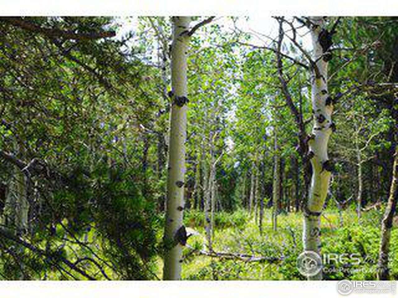 3.1 Acres of Residential Land for Sale in Allenspark, Colorado