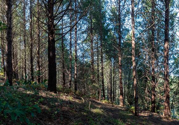 0.14 Acres of Residential Land for Sale in Whitethorn, California